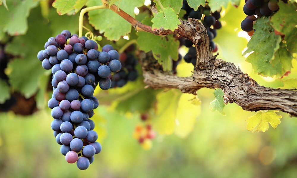 Почему в винограде не заводятся черви: секреты защиты урожая