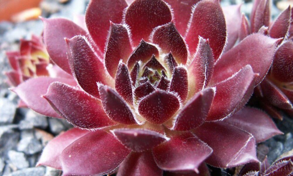 Как вырастить каменную розу дома: советы и секреты ухода