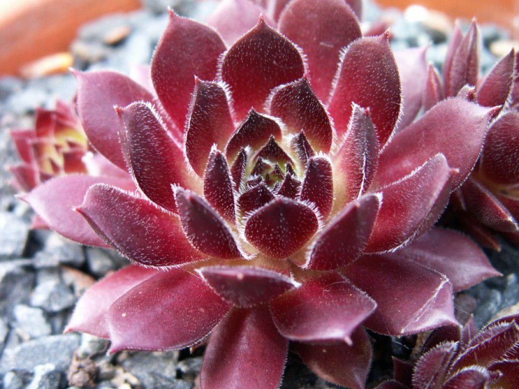 Как вырастить каменную розу дома: советы и секреты ухода