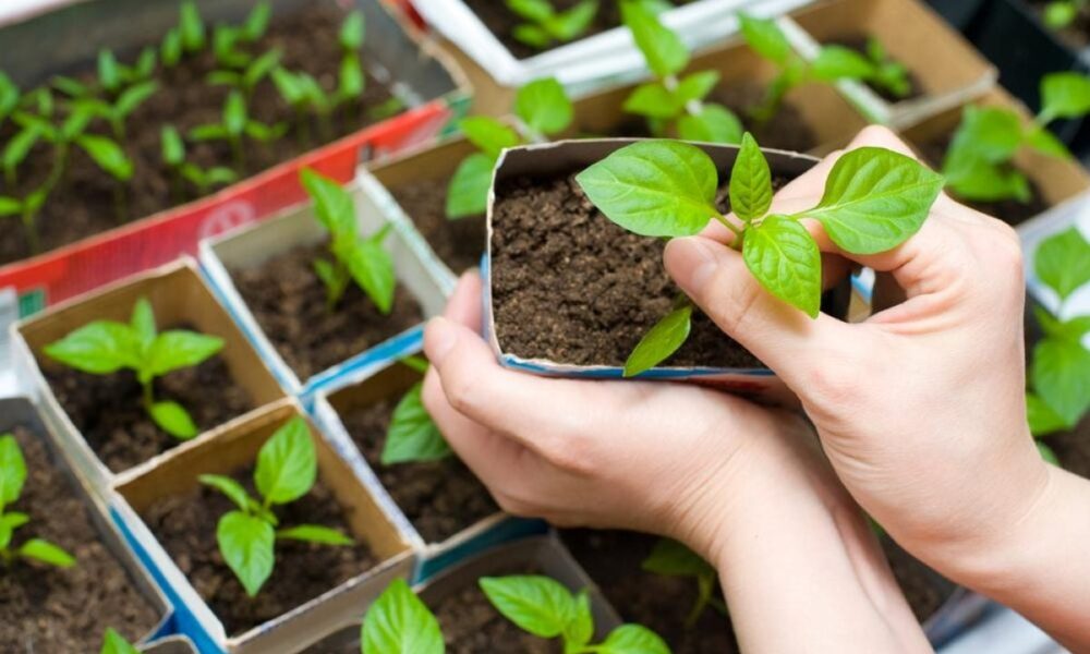 Что посадить осенью: советы для дачниц и хозяек