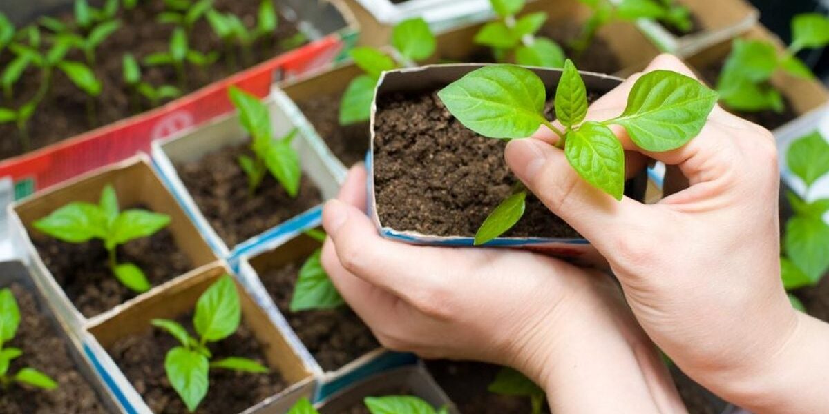 Что посадить осенью: советы для дачниц и хозяек