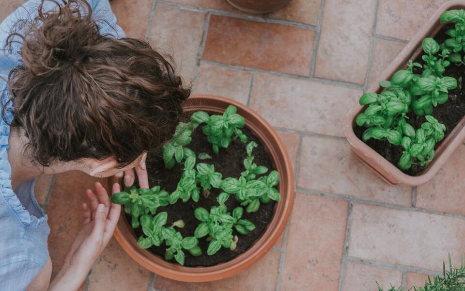 Растения на подоконнике: правила хорошего соседства для домашнего сада