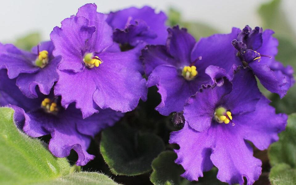 Цитрусовый настой для пышного цветения комнатных растений: секреты ухода