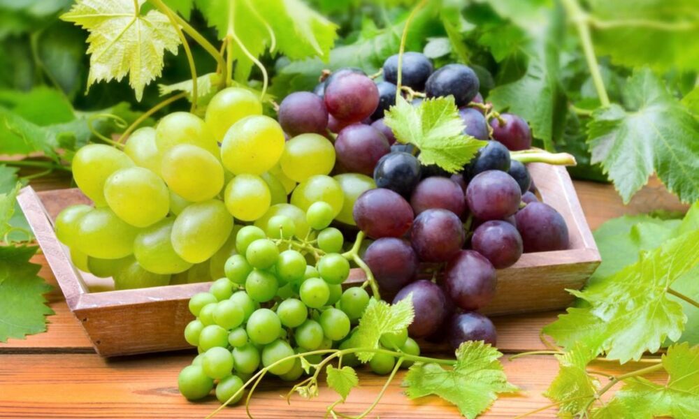 Весенняя подкормка винограда для богатого урожая: советы хозяйкам