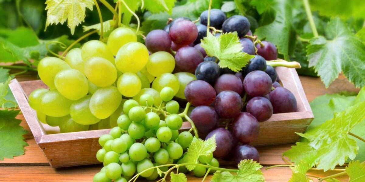 Весенняя подкормка винограда для богатого урожая: советы хозяйкам