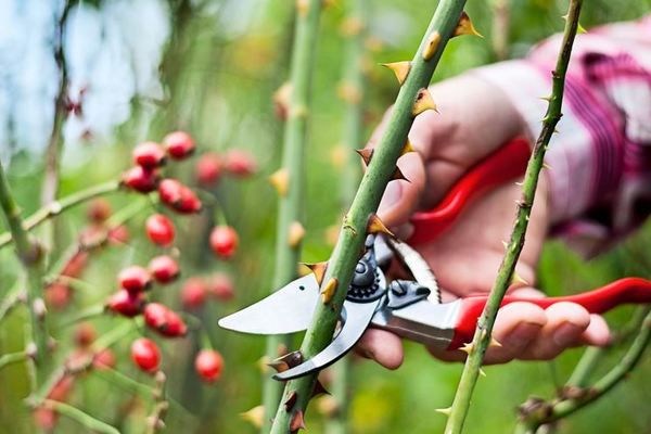 Как подготовить розы к зиме: советы для начинающих садоводов