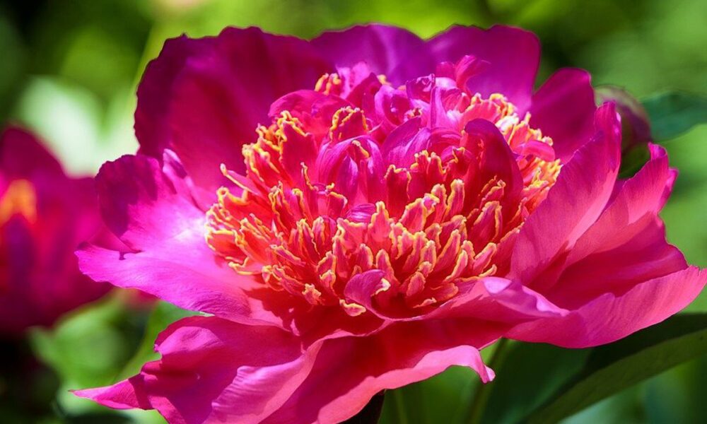 Осенняя посадка цветов: секреты пышного цветения весной