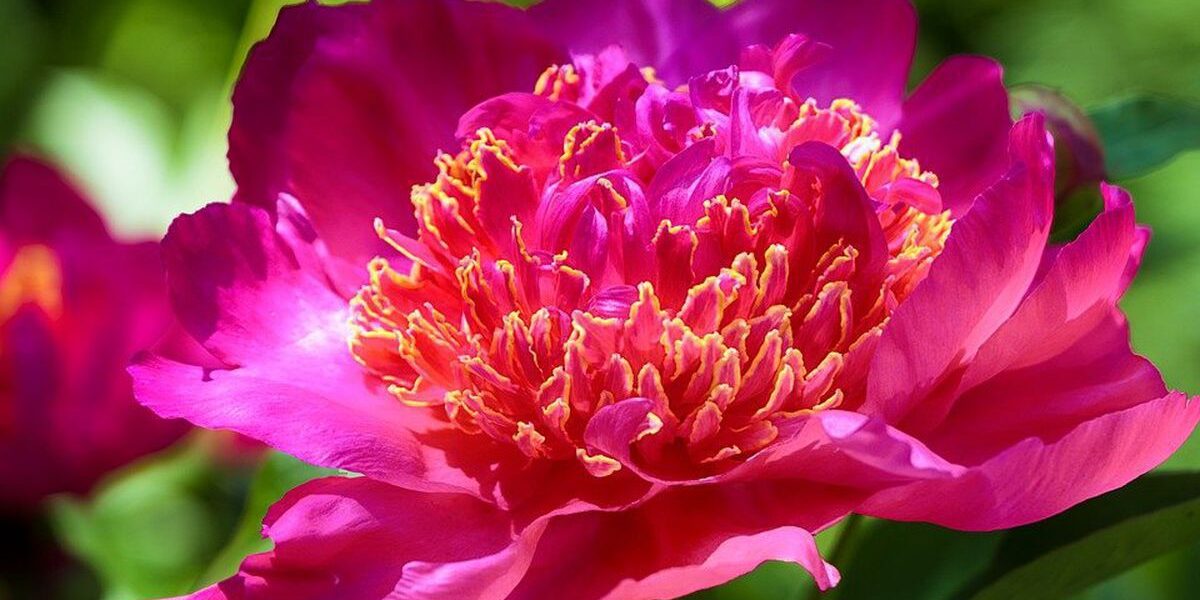 Осенняя посадка цветов: секреты пышного цветения весной