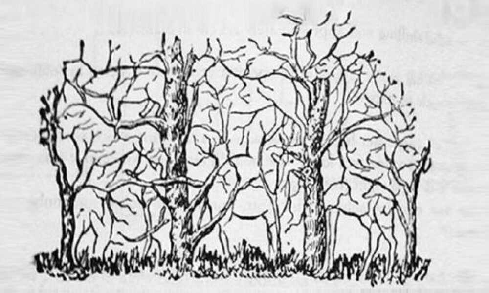 Какой зверь вам привиделся? Психологический тест определит ваш тип личности