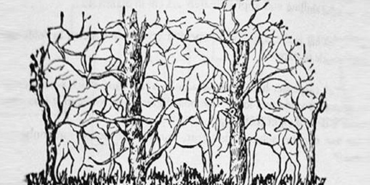 Какой зверь вам привиделся? Психологический тест определит ваш тип личности