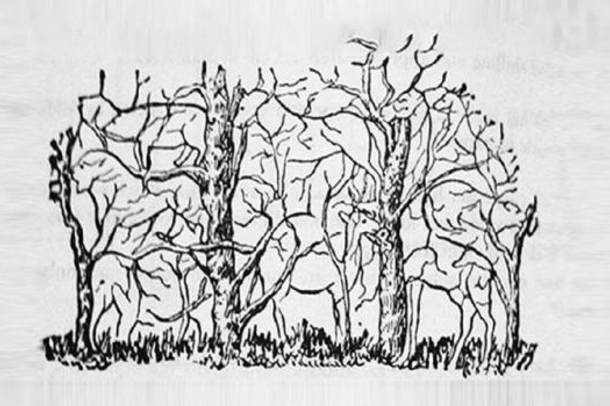 Какой зверь вам привиделся? Психологический тест определит ваш тип личности