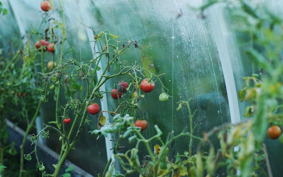 Выращиваем помидоры: советы начинающим садоводам