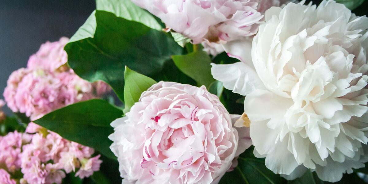 Весенние подкормки для сада: секреты пышного цветения