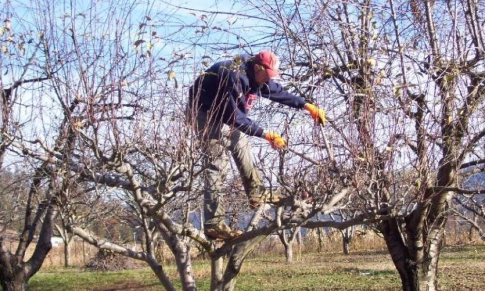 Обрезка плодовых деревьев весной: пошаговая инструкция для начинающих садоводов