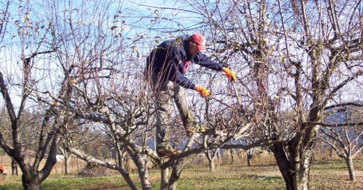 Обрезка плодовых деревьев весной: пошаговая инструкция для начинающих садоводов