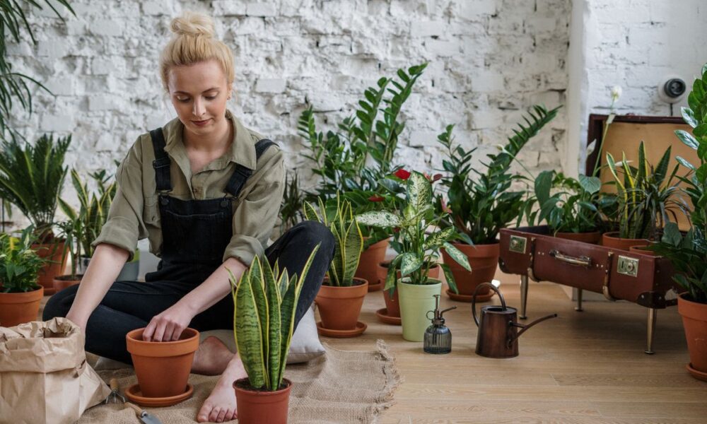 Когда пересаживать комнатные растения: полезные советы хозяйкам