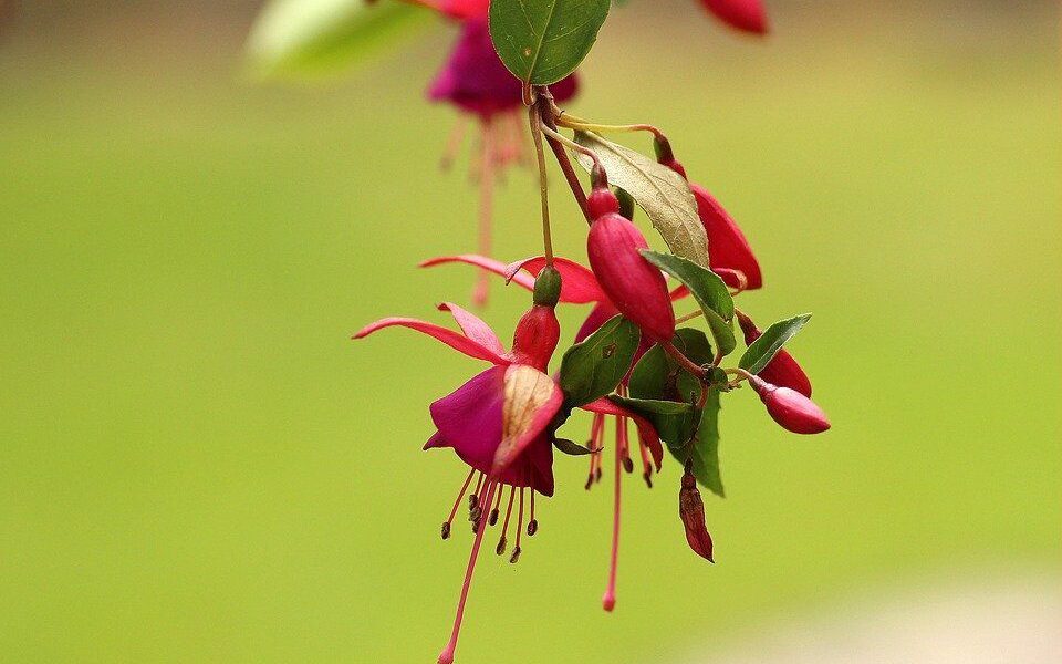 Как спасти комнатные растения: главные ошибки ухода