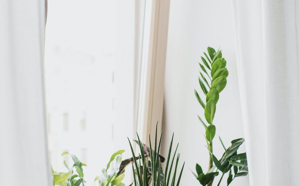 Опасные советы: чем нельзя подкармливать комнатные растения