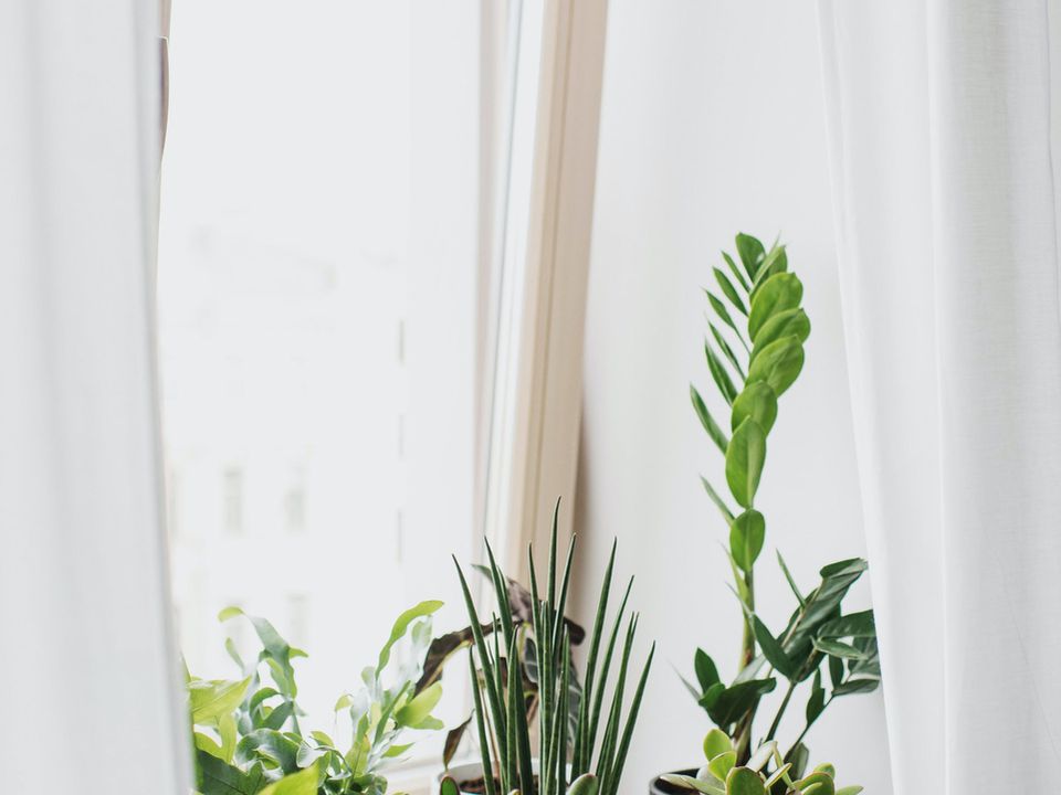 Опасные советы: чем нельзя подкармливать комнатные растения