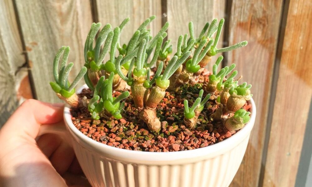 Монилария: секреты ухода для начинающих цветоводов