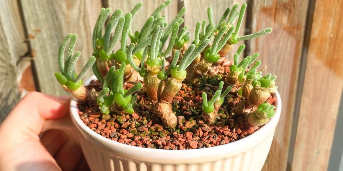 Монилария: секреты ухода для начинающих цветоводов