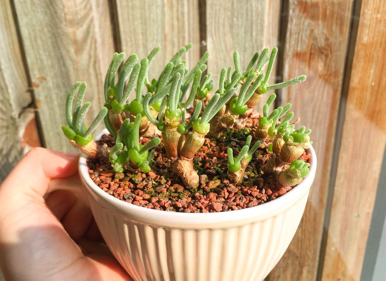 Монилария: секреты ухода для начинающих цветоводов