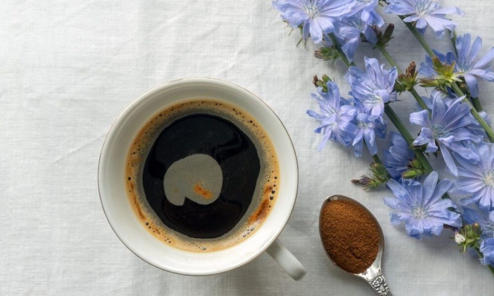 Цикорий: польза и вред для женщин, рецепты приготовления вкусного напитка