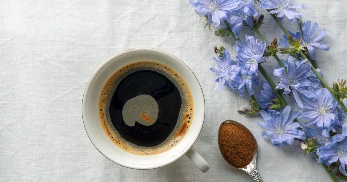 Цикорий: польза и вред для женщин, рецепты приготовления вкусного напитка
