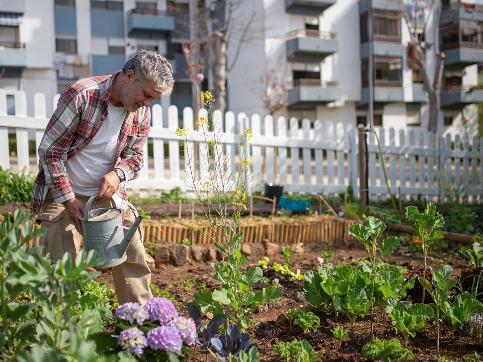 Как избежать ошибок при использовании дрожжей как удобрения в огороде: советы для хозяек
