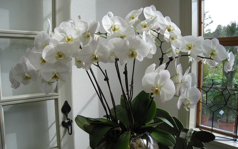 Орхидея в доме: влияние на женскую энергетику и приметы для хозяйки