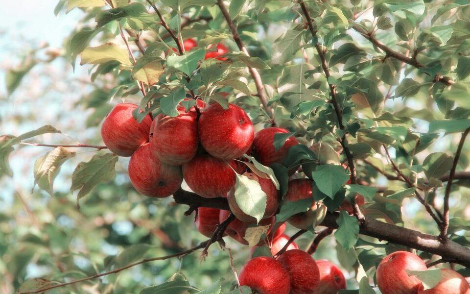 Когда лучше собирать урожай: советы для садоводов