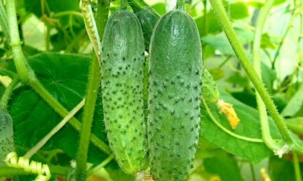 Чем нельзя удобрять огурцы: распространенные ошибки подкормки