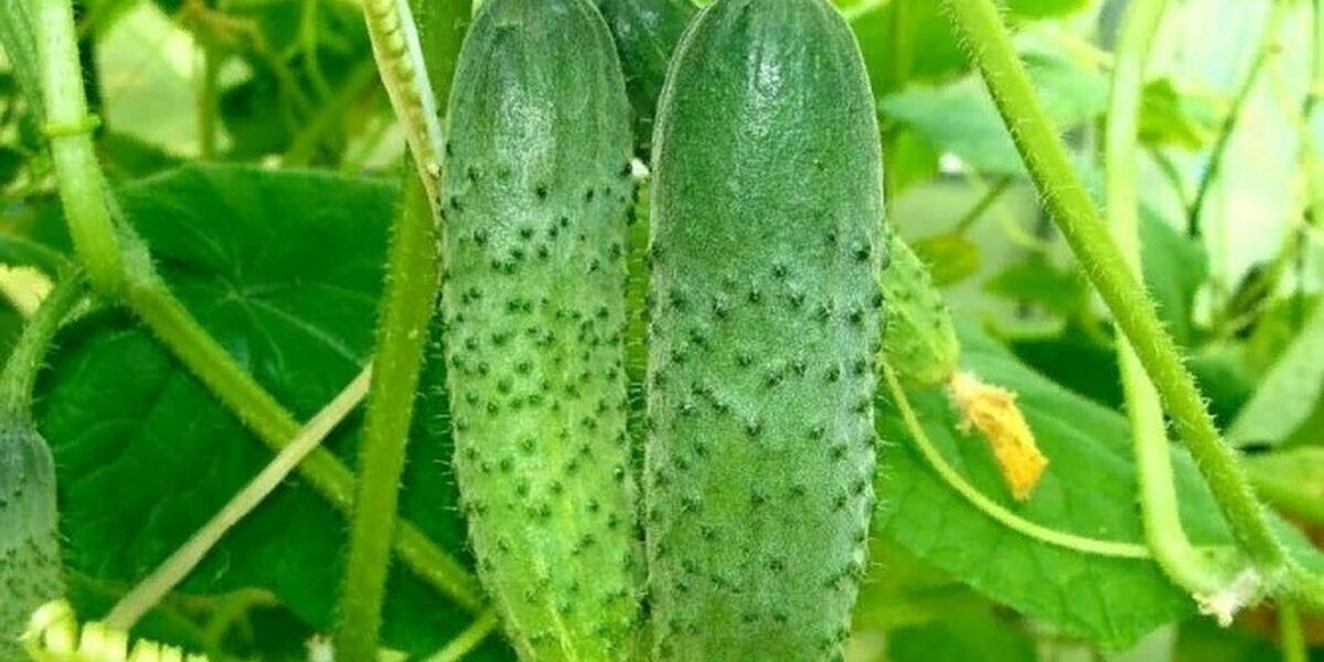 Чем нельзя удобрять огурцы: распространенные ошибки подкормки