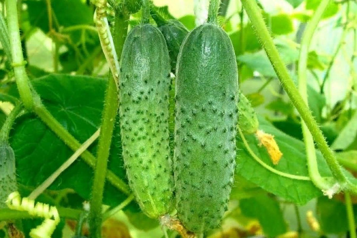 Чем нельзя удобрять огурцы: распространенные ошибки подкормки