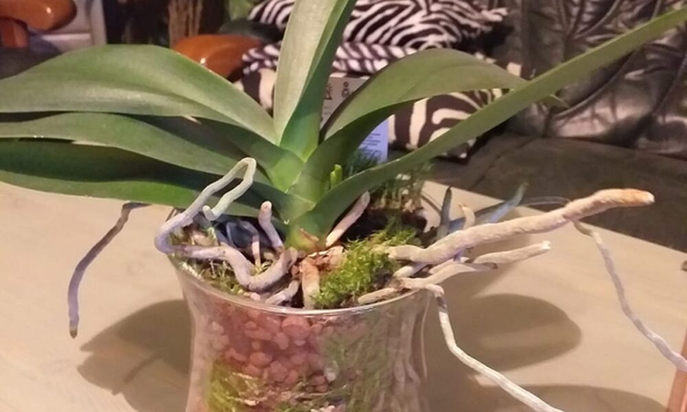 В чем лучше растить орхидею: выбираем идеальный субстрат для пересадки