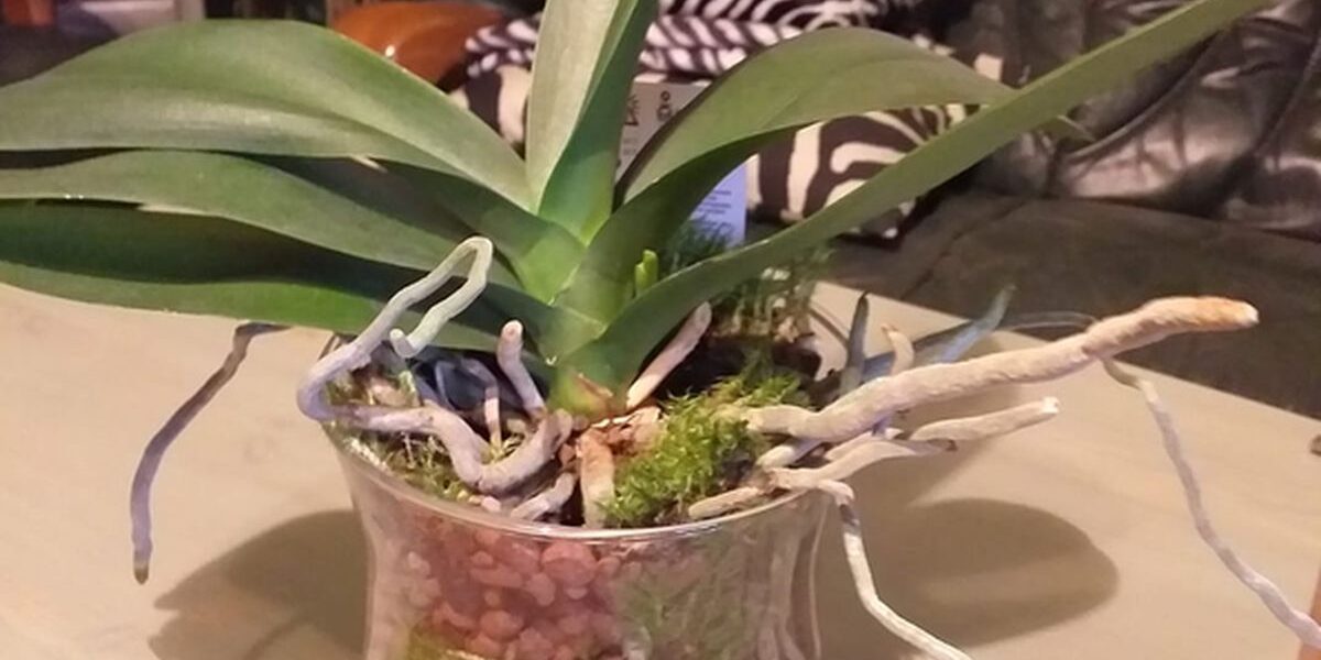 В чем лучше растить орхидею: выбираем идеальный субстрат для пересадки