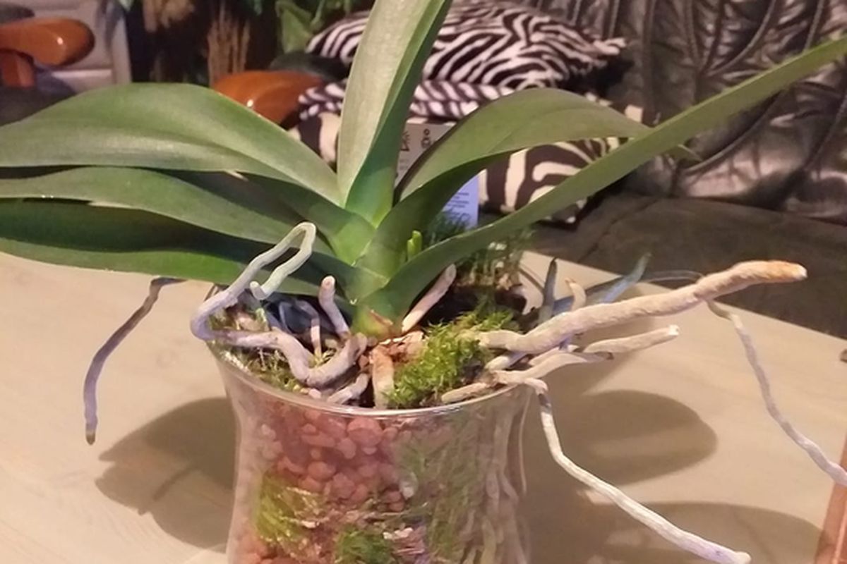 В чем лучше растить орхидею: выбираем идеальный субстрат для пересадки