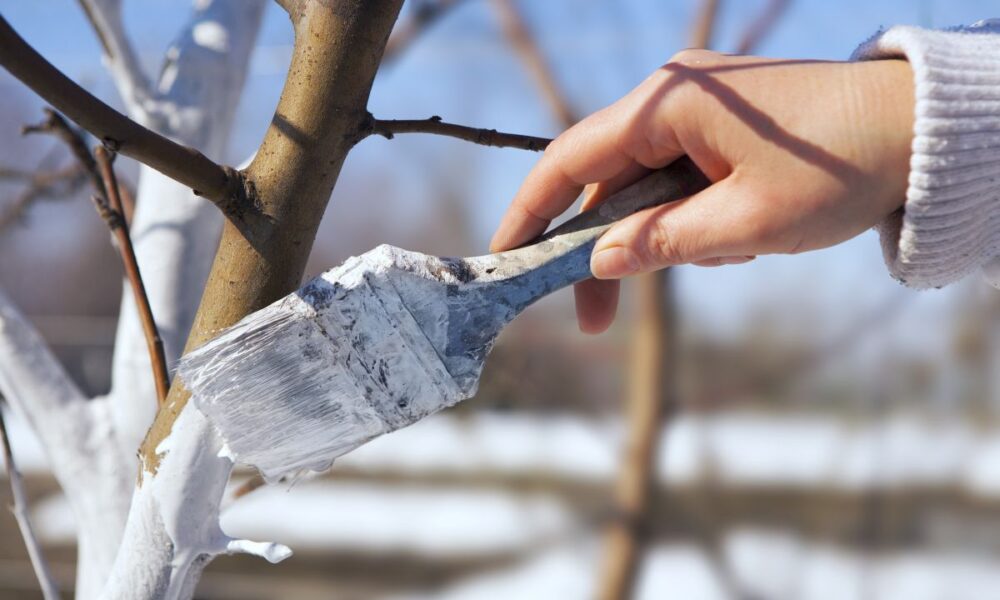Побелка деревьев осенью: зачем это нужно и как правильно сделать