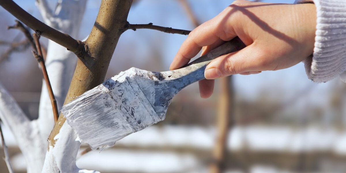 Побелка деревьев осенью: зачем это нужно и как правильно сделать