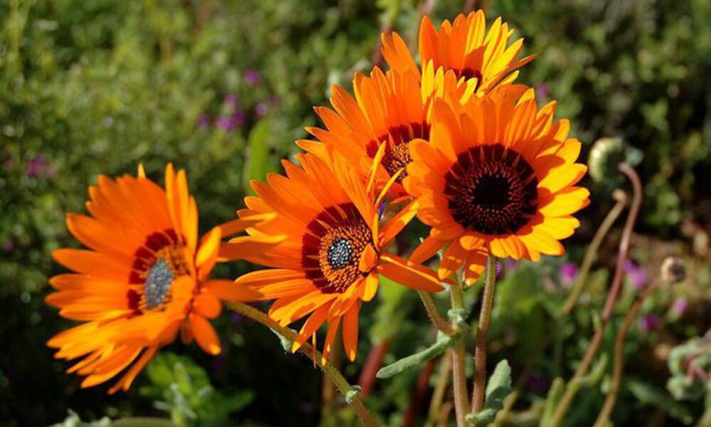 Урсиния в саду: секреты выращивания и ухода для начинающих