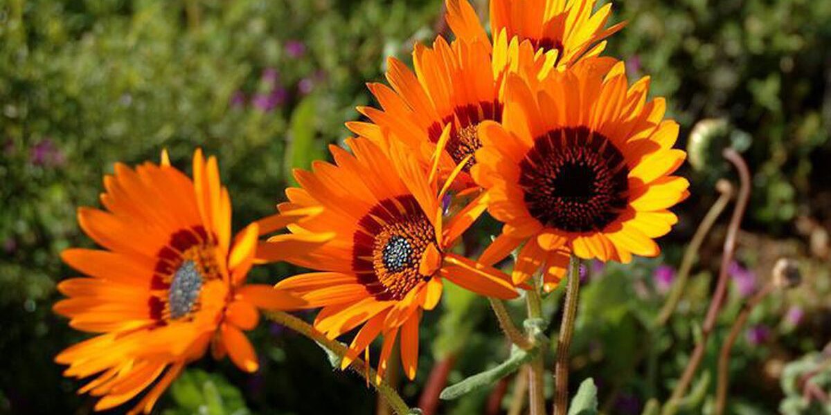 Урсиния в саду: секреты выращивания и ухода для начинающих