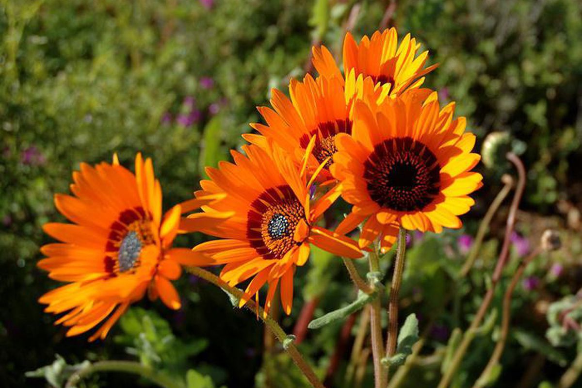 Урсиния в саду: секреты выращивания и ухода для начинающих