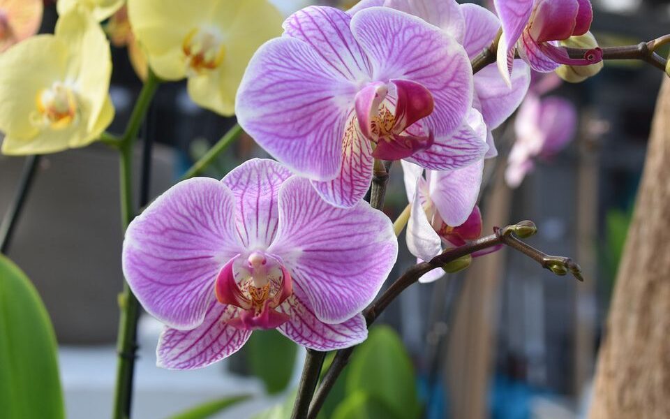 Орхидея в квартире: идеальное место и чего стоит избегать