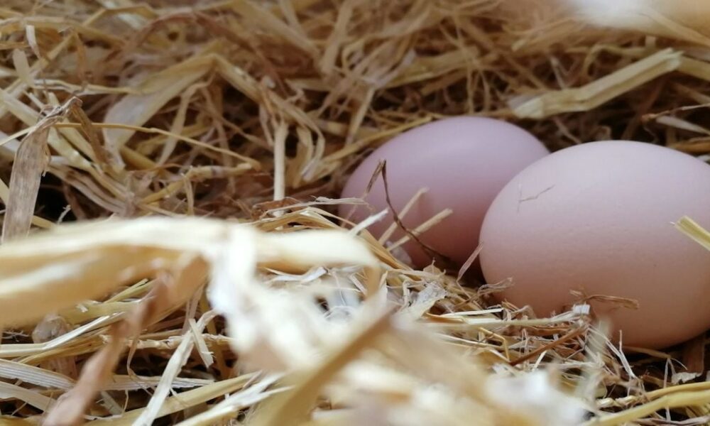 Как отучить кур клевать яйца: простой и безопасный способ для каждой хозяйки