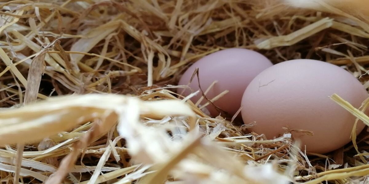 Как отучить кур клевать яйца: простой и безопасный способ для каждой хозяйки