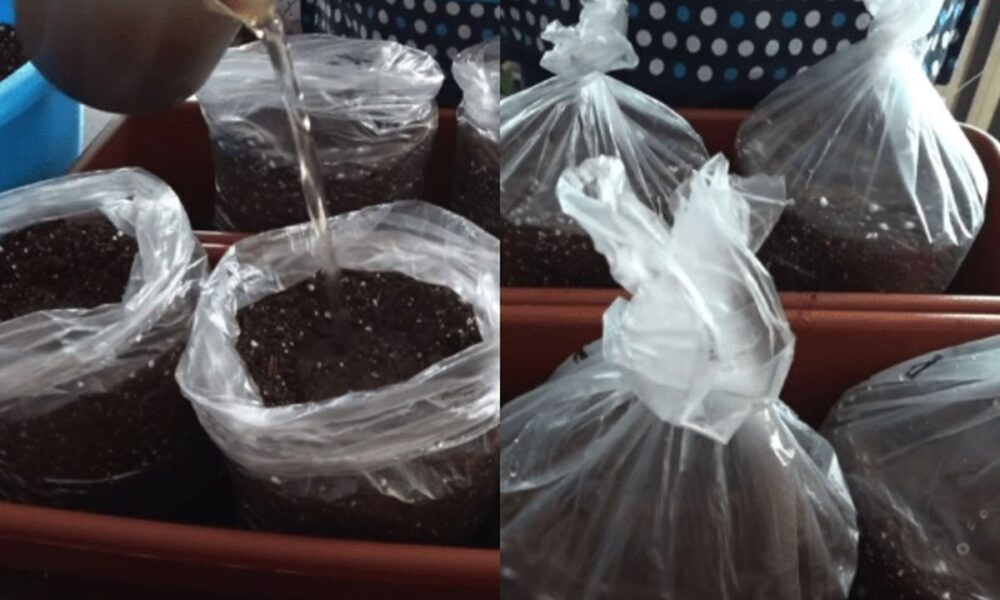 Секреты раннего урожая огурцов: простой способ для каждой хозяйки