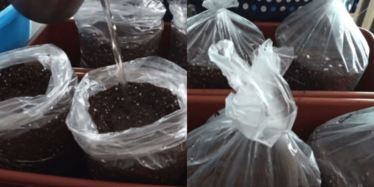 Секреты раннего урожая огурцов: простой способ для каждой хозяйки