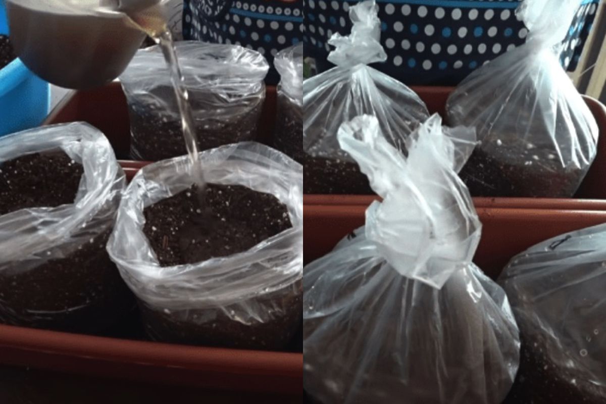 Секреты раннего урожая огурцов: простой способ для каждой хозяйки