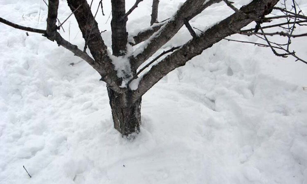 Снег в саду: польза или вред? Разбираем мифы для дачниц