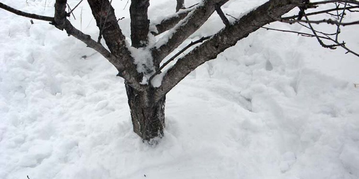 Снег в саду: польза или вред? Разбираем мифы для дачниц